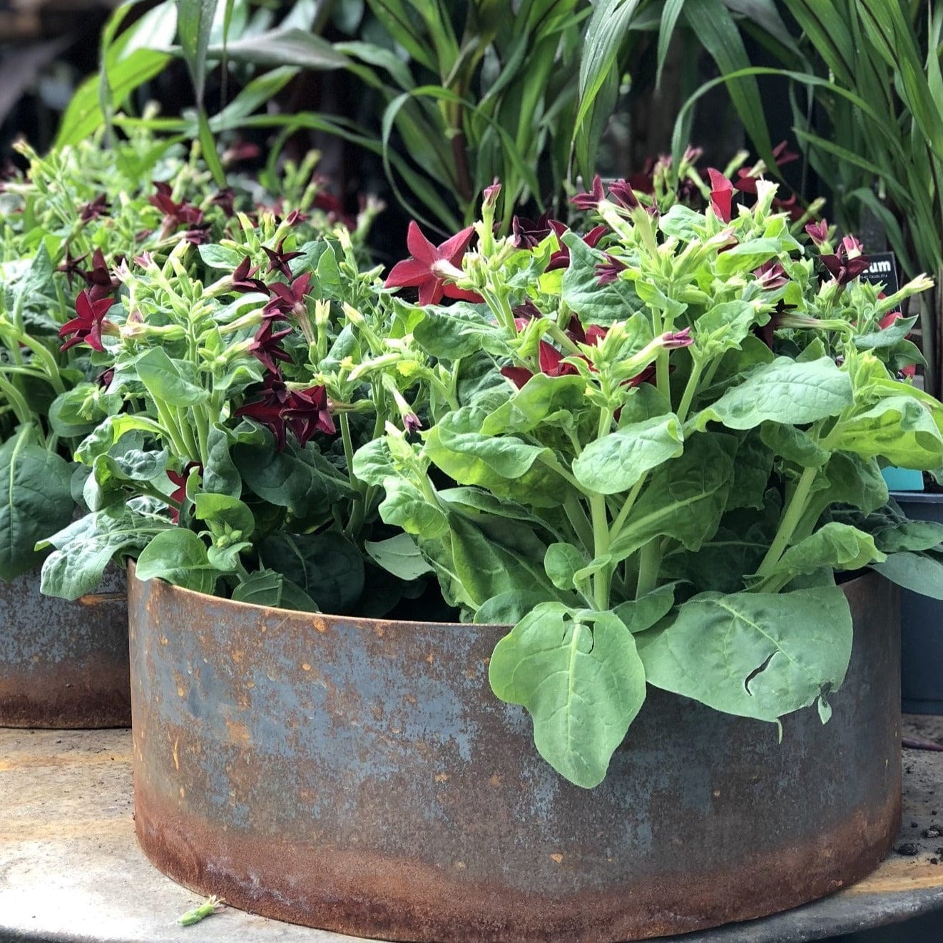 Unik By Hand Krukor Rund stålkruka – låg planteringsmodell