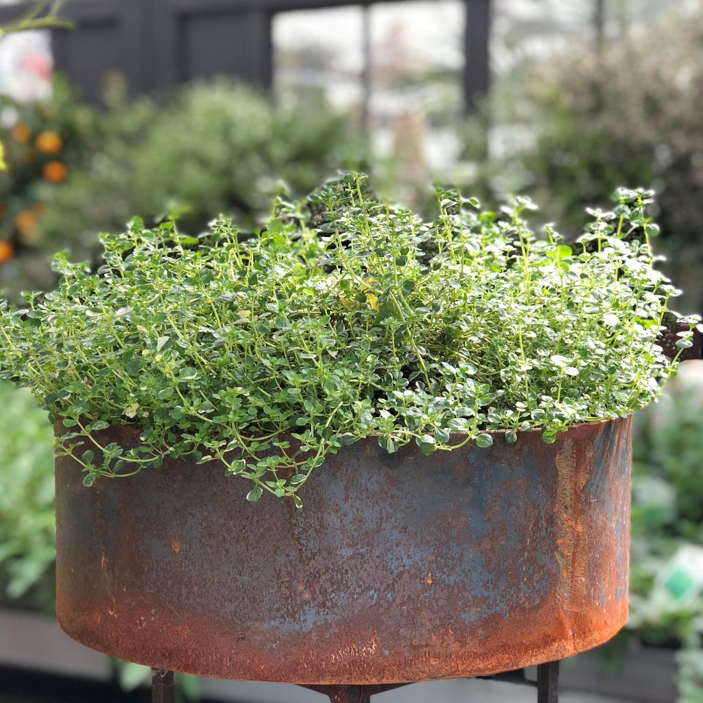 Unik By Hand Krukor Rund stålkruka – låg planteringsmodell