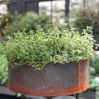 Unik By Hand Krukor Rund stålkruka – låg planteringsmodell